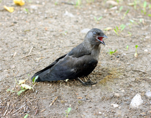 A jackdaw bird
