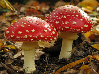 fly agarics