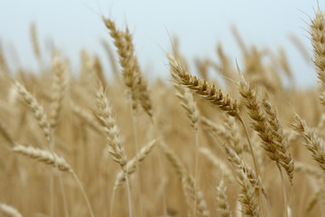 A field of ripe weat