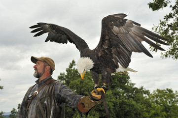 Weisskopfseeadler © Foto Graf