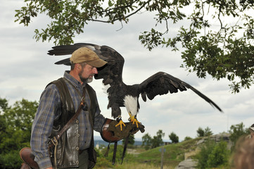 Weisskopfseeadler © Foto Graf