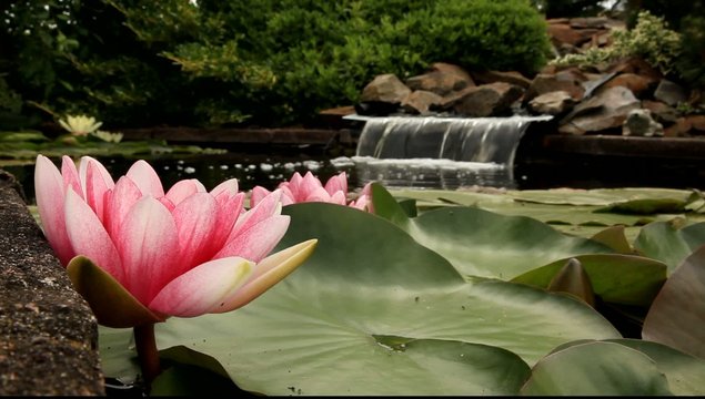 n&eacute;nuphars rose et cascade