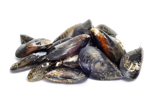 Mussels