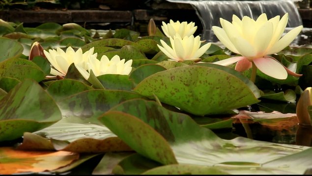 s&eacute;r&eacute;nit&eacute; du lotus
