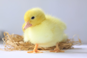 ducklings