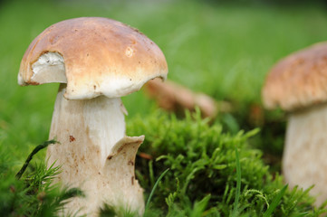 frische Steinpilze