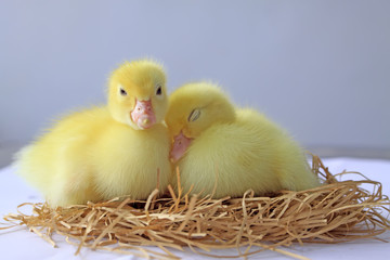 ducklings