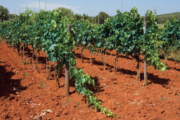 Fototapeta na wymiar Grapes growing in a Croatian vineyard