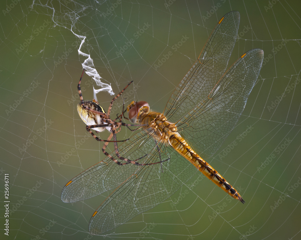 Wall mural spider with dragonfly