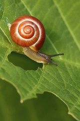 Snail