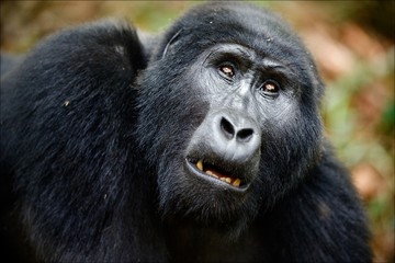 Portrait of a mountain gorilla at a short distance.