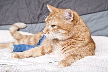 Ginger cat with broken leg