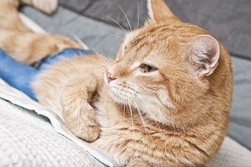 Ginger cat with broken leg