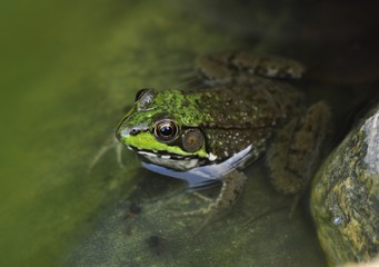Common water frog in a pond