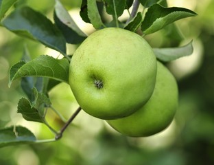 green apples