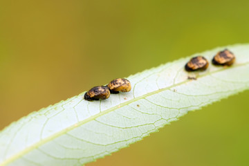 insect pupae of harmonia axyridis