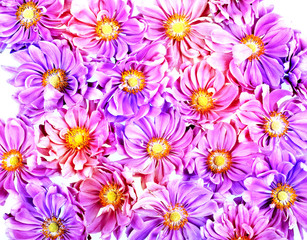 Obraz na płótnie Canvas colored flower background