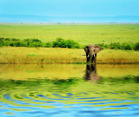 African Elephant in the wild