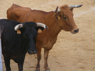 Pareja de vacas