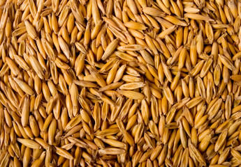 wheat seeds