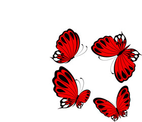 The beautiful butterfly