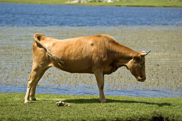 Corsica, mucca sulla riva del Lago di Nino 2