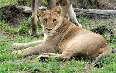 Naklejka premium Lion