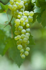 grapes on the vine