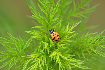 ladybug