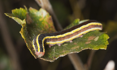 Noctuid larvae feeding on leaf. Macro photo.