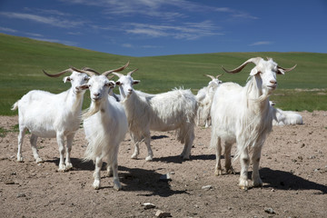 White goats © Seti