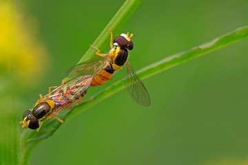 syrphidae insects
