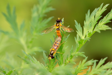 syrphidae insects
