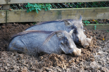 Two Warthogs in the mud