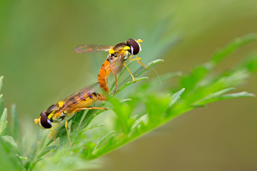 syrphidae insects