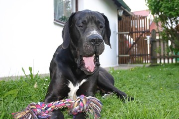 m&uuml;de Deutsche Dogge