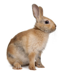 Fototapeta premium Portrait of a European Rabbit, Oryctolagus cuniculus, sitting