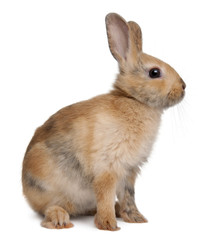 Portrait of a European Rabbit, Oryctolagus cuniculus, sitting