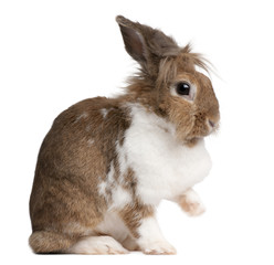 Portrait of a European Rabbit, Oryctolagus cuniculus, sitting