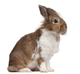 Portrait of a European Rabbit, Oryctolagus cuniculus, sitting