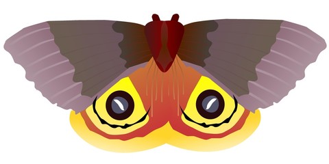 butterfly Saturniidae