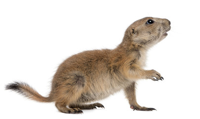 Black-tailed prairie dog, Cynomys ludovicianus, standing