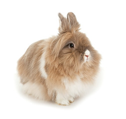 Fototapeta premium Lionhead rabbit.