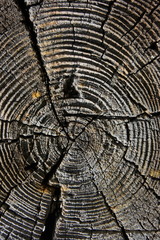 Closeup of an old tree saw cut