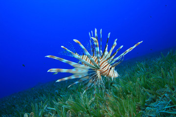 Fototapeta na wymiar Lionfish on Sea Grass