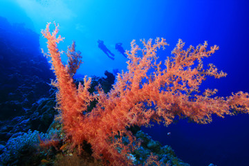 Naklejka na ściany i meble Coral with Scuba Divers in background