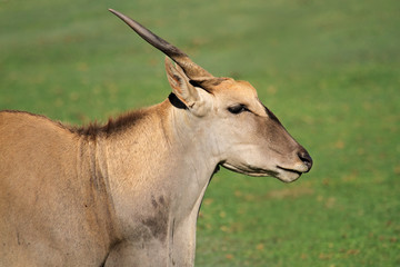 Eland antelope