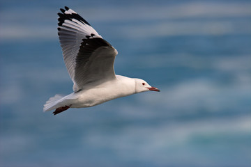 Kelp gull (Larus dominicanus) in flight