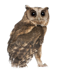 Young Indian Scops Owl, Otus bakkamoena