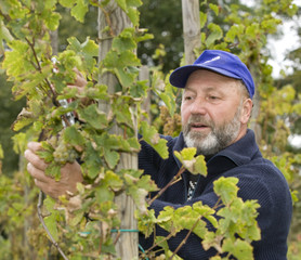 Winzer zur Weinlese